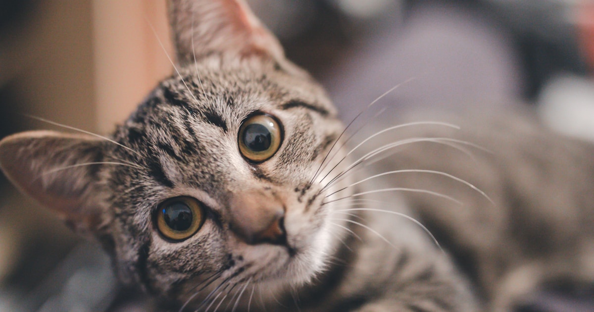 Que faire quand son animal de compagnie meurt ? Guide complet 2025