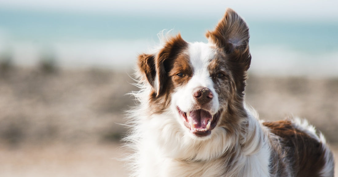 Crémation individuelle ou collective pour mon animal : quelle différence ?
