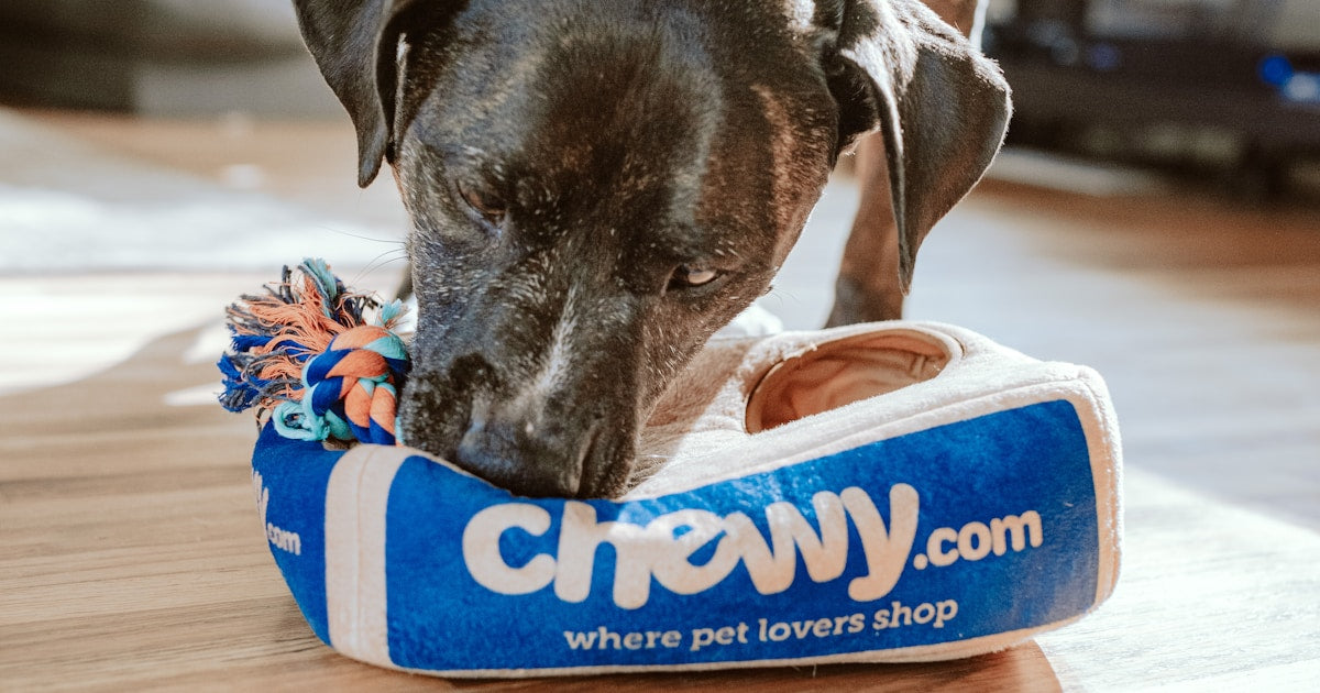 Comment choisir une urne pour son chat ou son chien ?