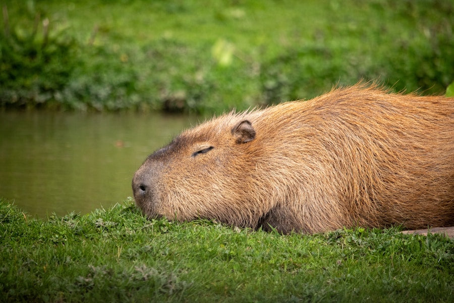 Pourquoi le capybara est devenu l'animal préféré d'internet